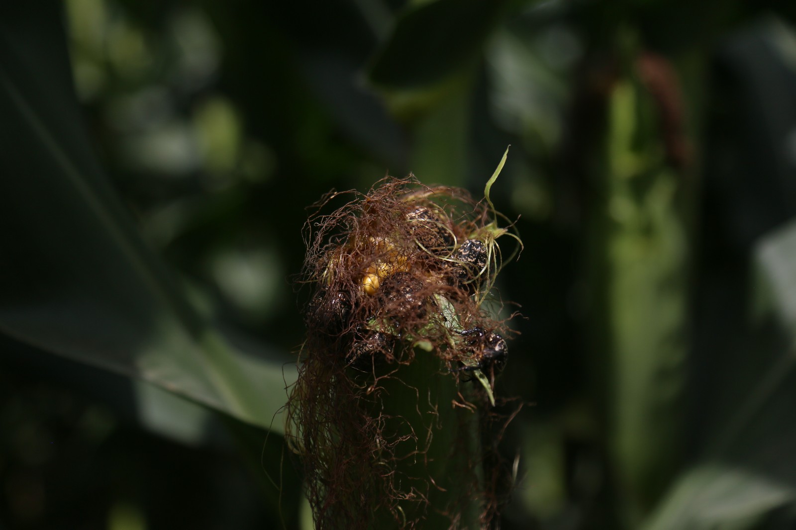 玉米棒上面这么多的甲壳虫 好壮观