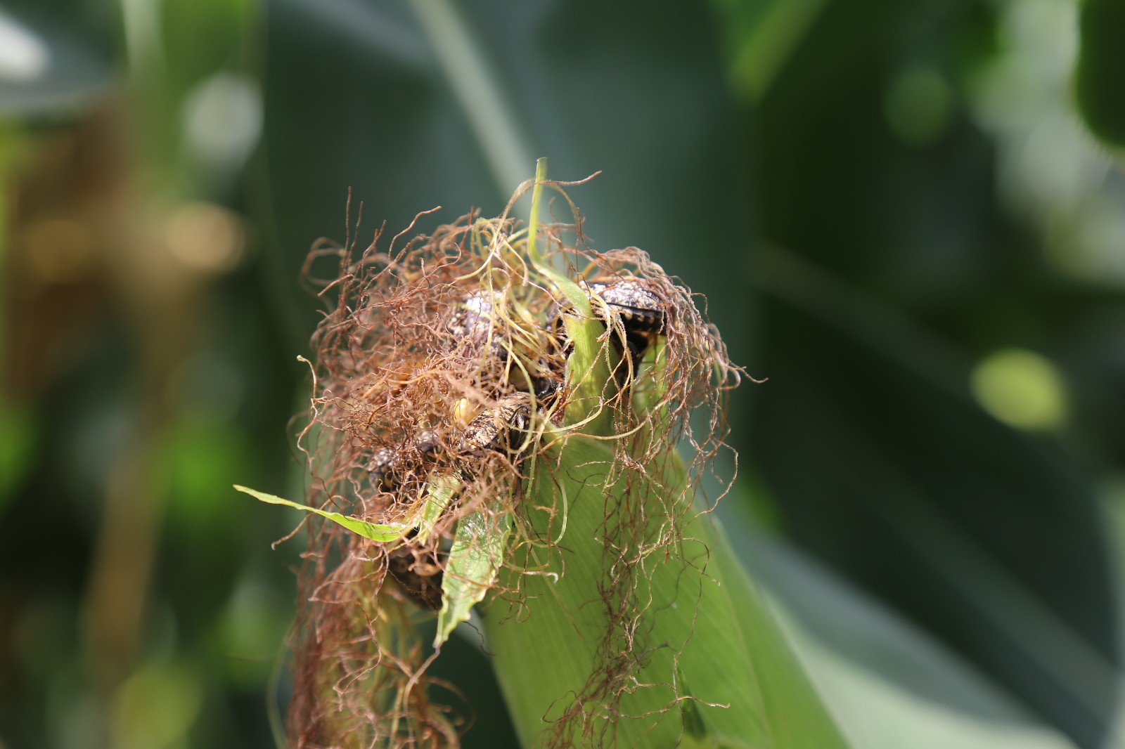 玉米棒上面这么多的甲壳虫 好壮观|玉米棒|甲壳虫_新浪新闻