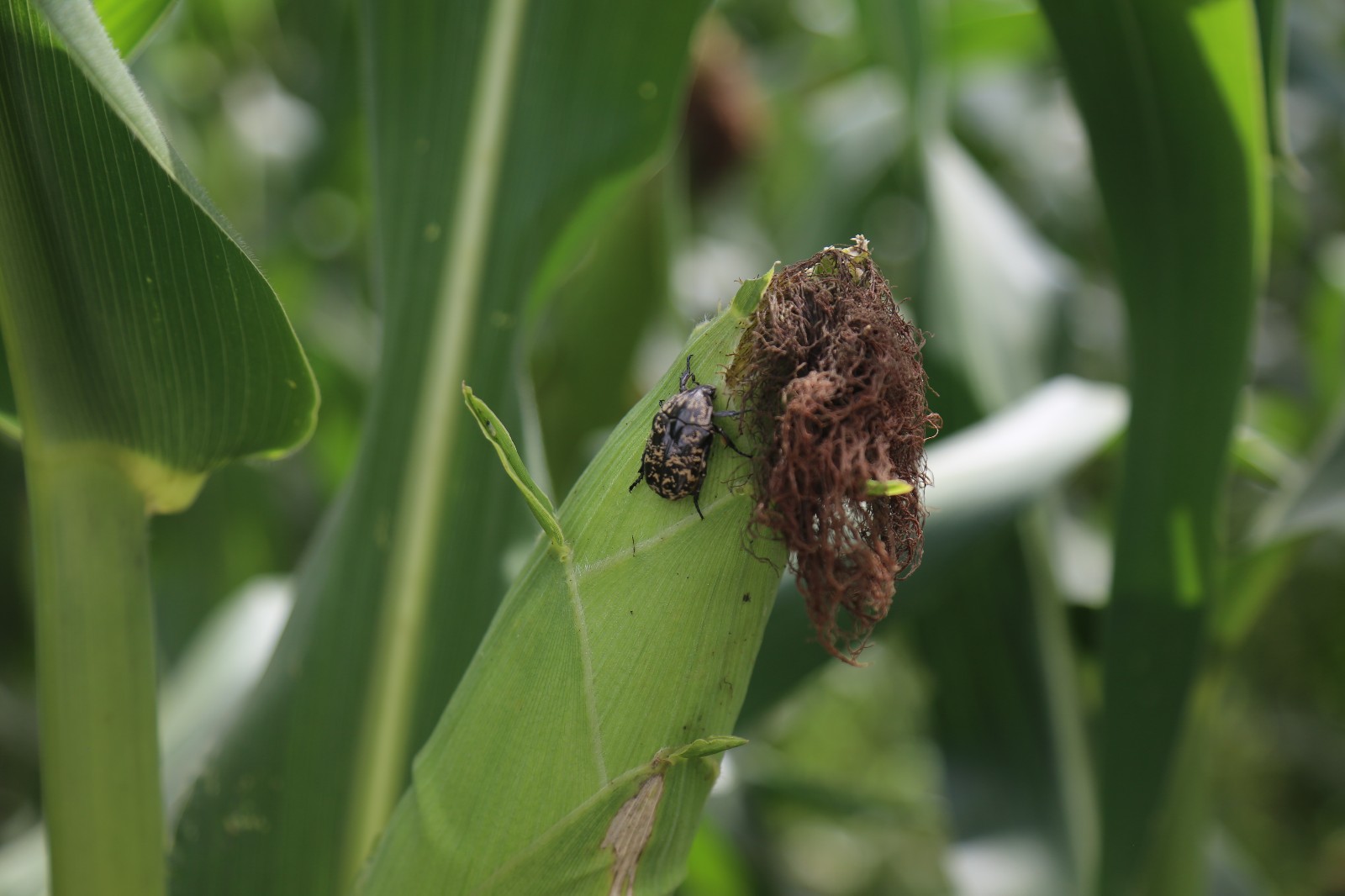 玉米棒上面这么多的甲壳虫 好壮观