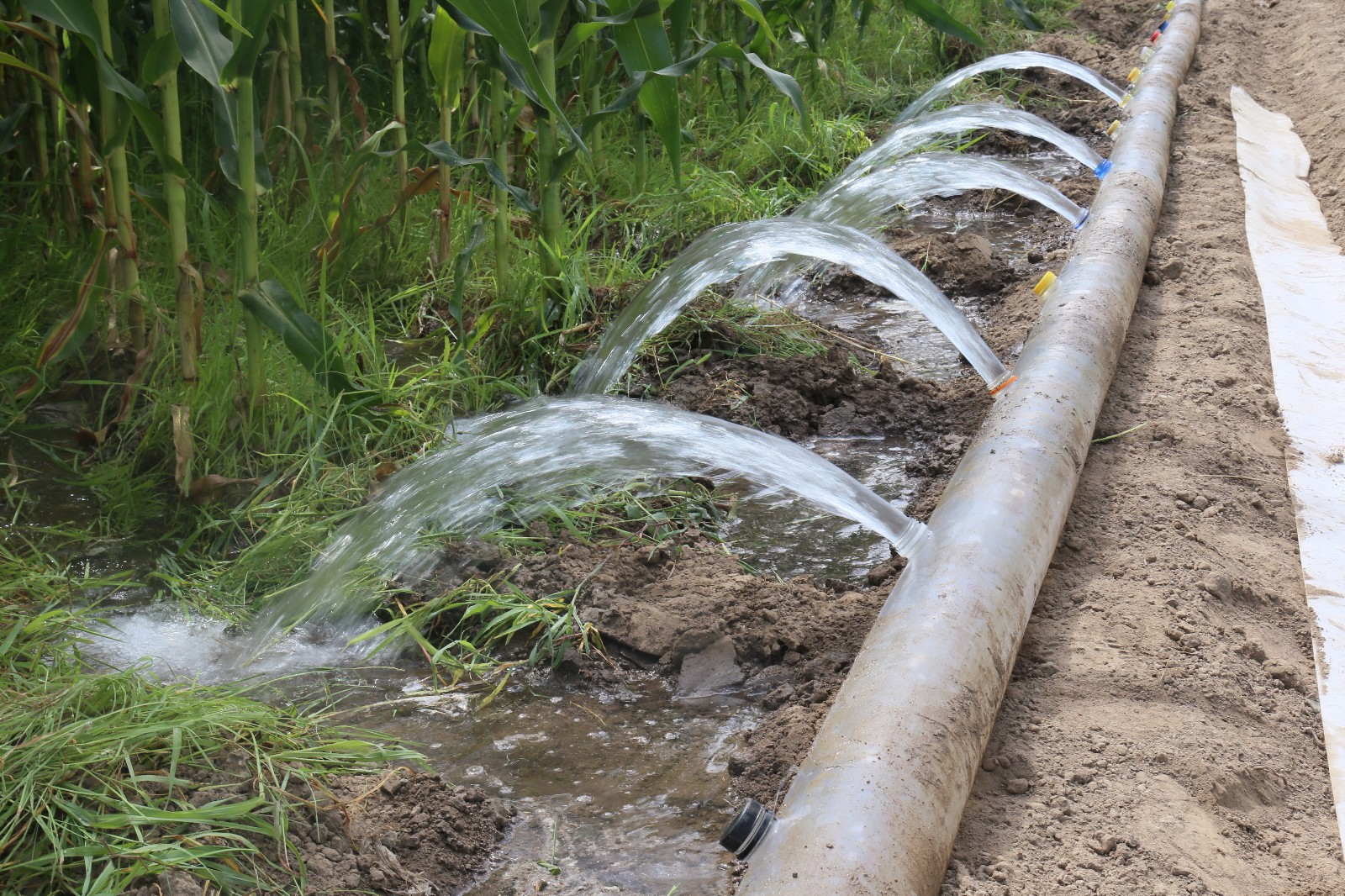 农民浇地都这么有创意 饮料瓶子派上用场了
