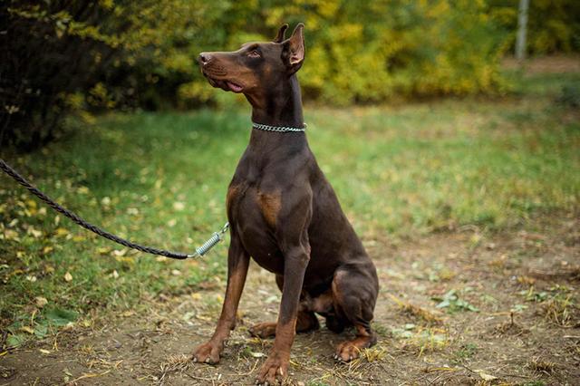 这种狗智商在犬类排名第三,却是气质最为高贵的一种狗!