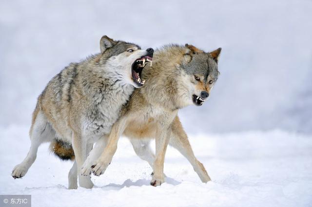 豹子与狮子老虎鬣犬狼野猪相遇