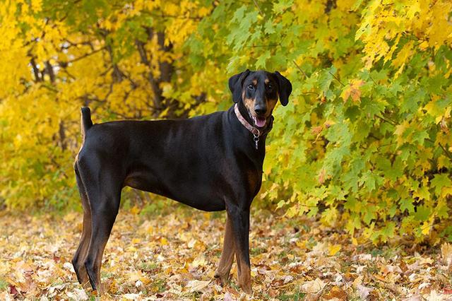 杜宾犬|犬类|鼻镜_新浪新闻