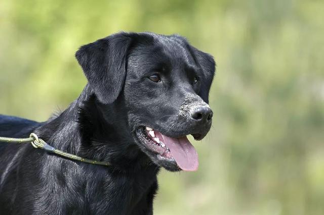 主人去世,忠犬随之一夜消失,11年后真相大白,让人泪奔!