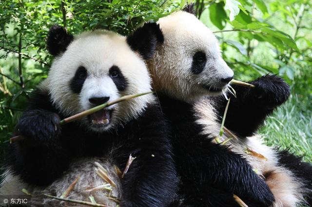 中国特有物种是世界上最可爱的动物之一被誉为活化石