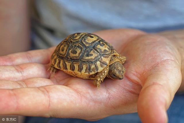 世界上陆龟中体型最小的你知道是什么吗