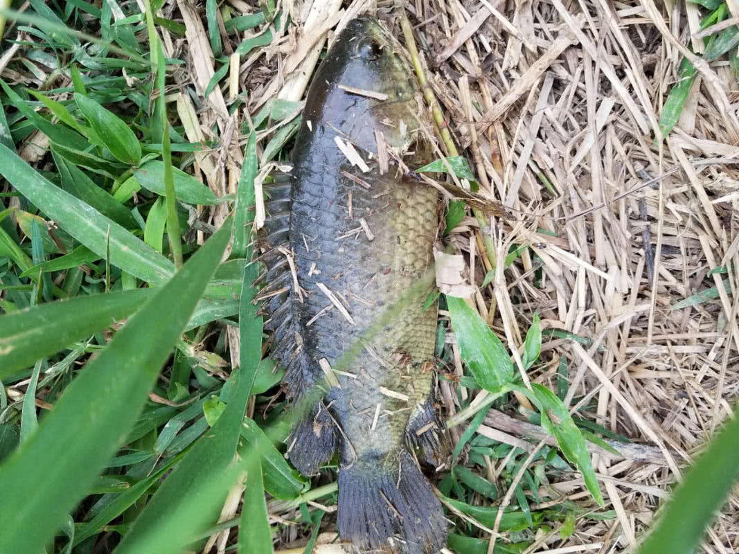 "过山鲫"是一种特殊的鱼,把它捞出来数小时也不会死