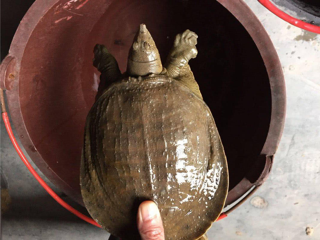 一句话:一面是岩壁,一面是沙滩,水质要很好,一般这种河里有野生团鱼的