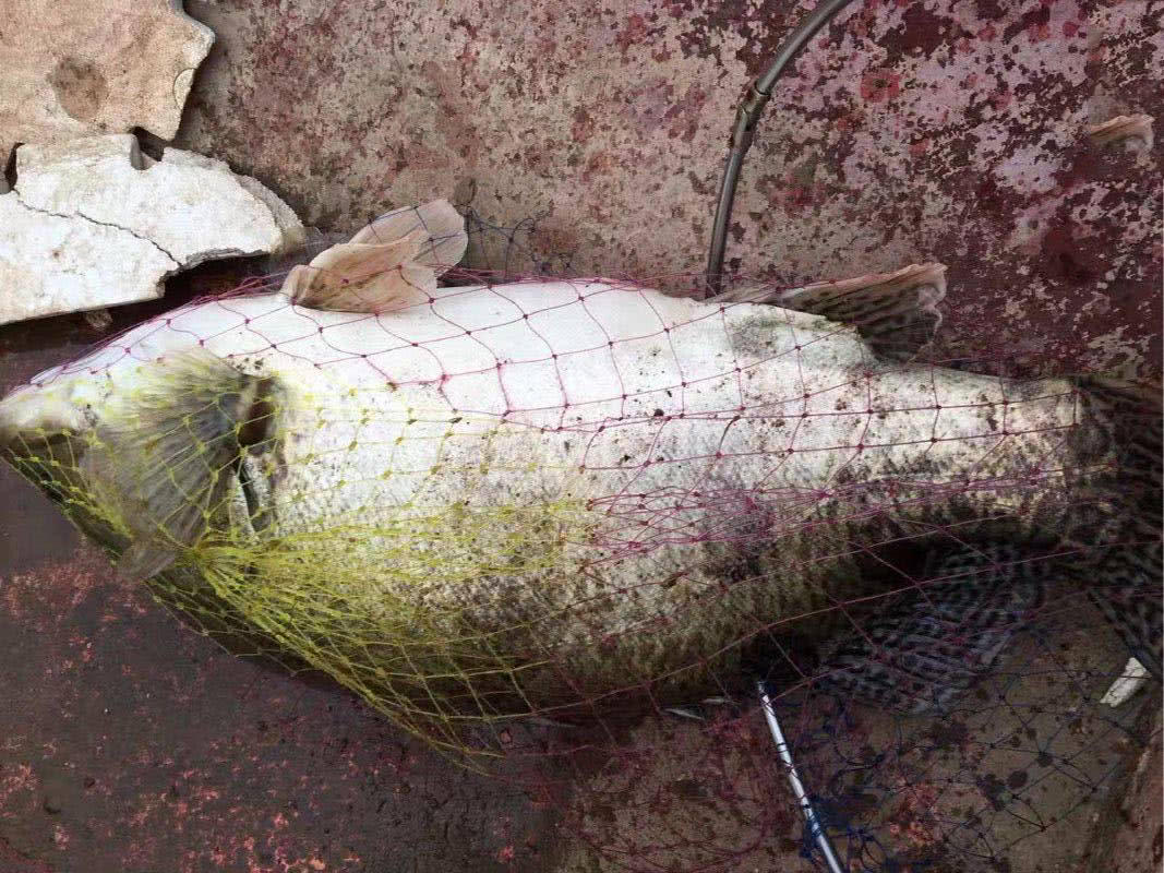 7斤左右的大桂鱼,体会搏鱼的快乐