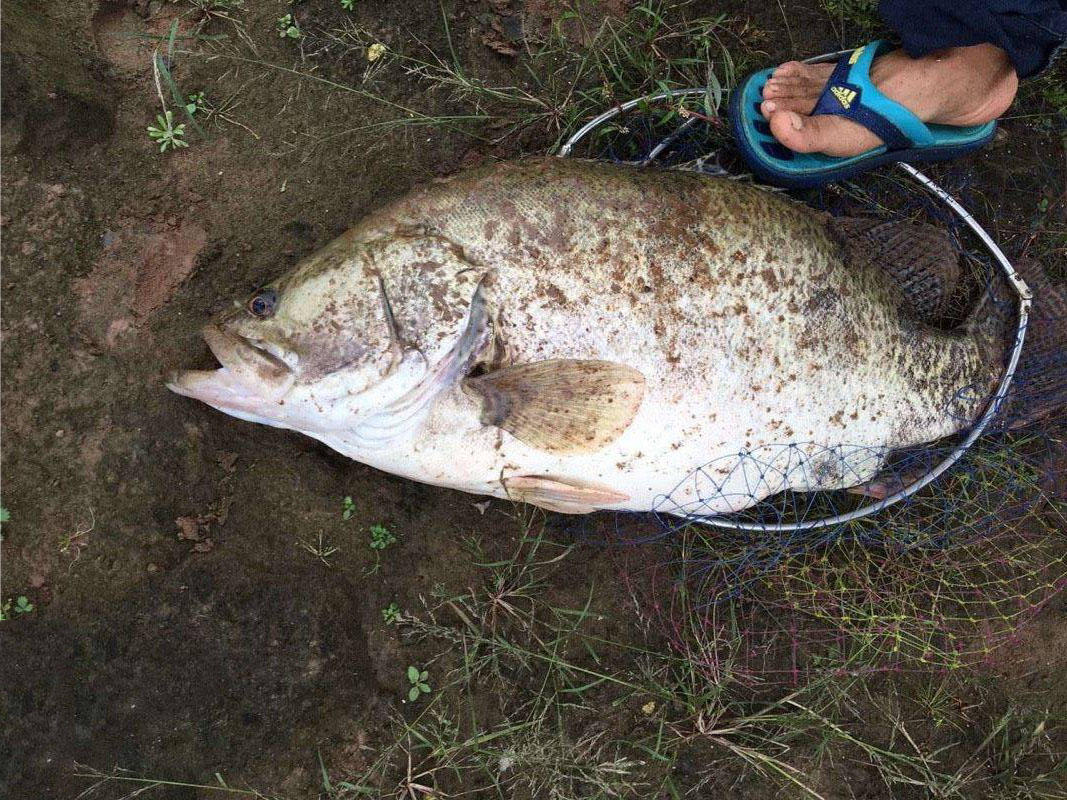 7斤左右的大桂鱼,体会搏鱼的快乐