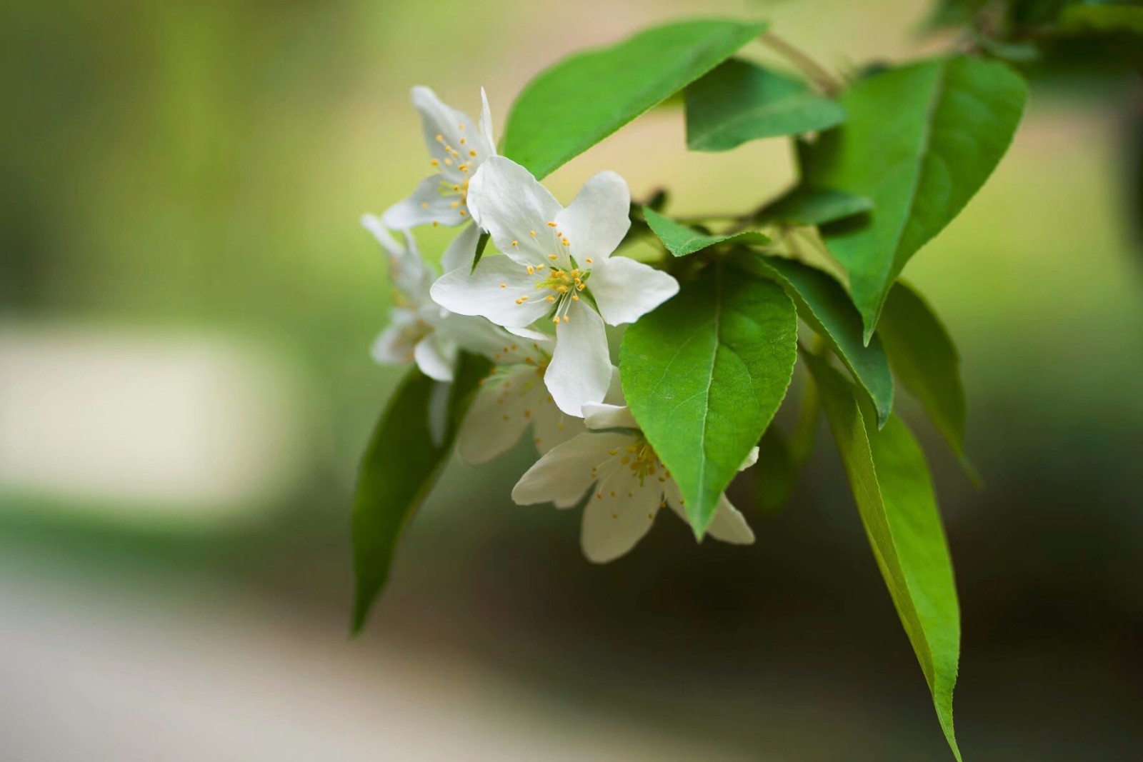 偷来梨蕊三分白,借得梅花一缕魂--白海棠16图|白海棠|梨蕊|梅花_新浪新闻