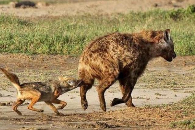 不要命的胡狼竟敢追着鬣狗掏肛