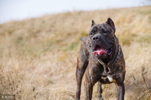 荒唐的较量比特犬vs狼