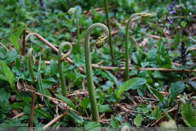 不能吃|蕨菜|致癌_新浪新闻