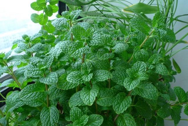 夏天家里养盆小薄荷,好处太多了!