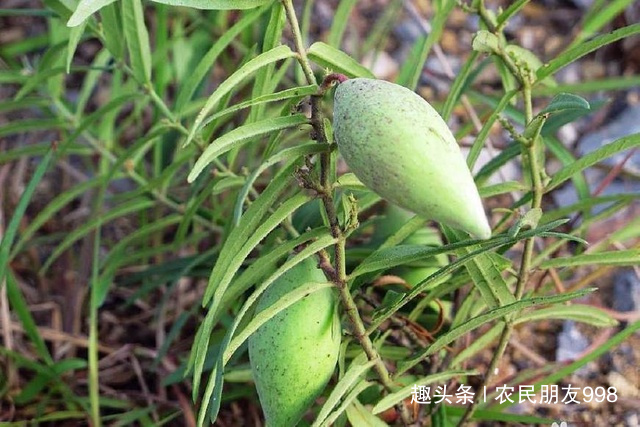 它是农村野生宝贝,价值30元1斤,老农民收它1天能挣500元