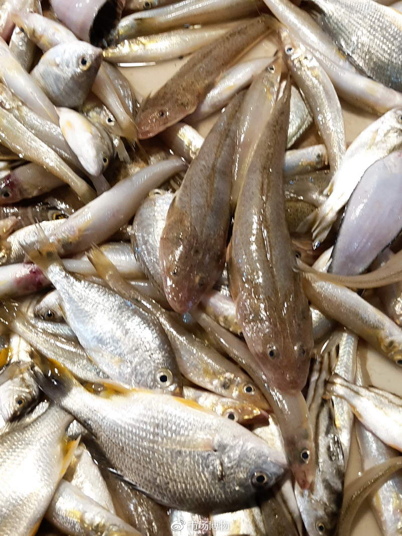 4.沙甲(鯒)鱼,煲汤味道很鲜美,口感有点粗.3.