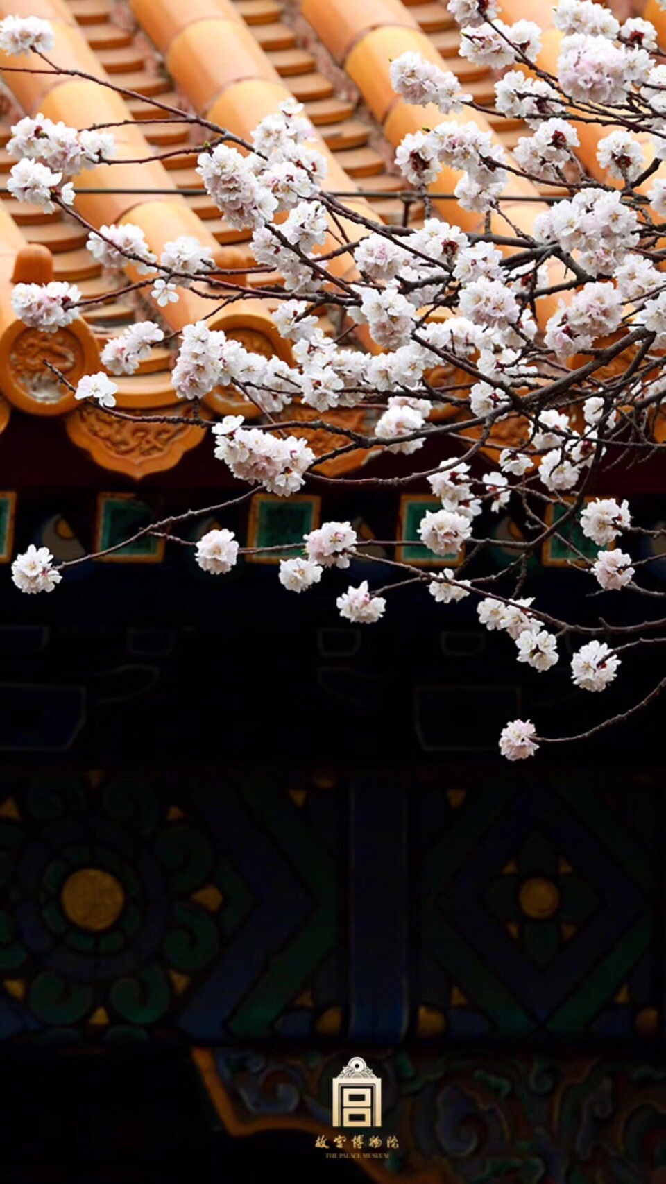 故宫红墙映杏花 罗隐有诗说杏花 暖气潜催次第春