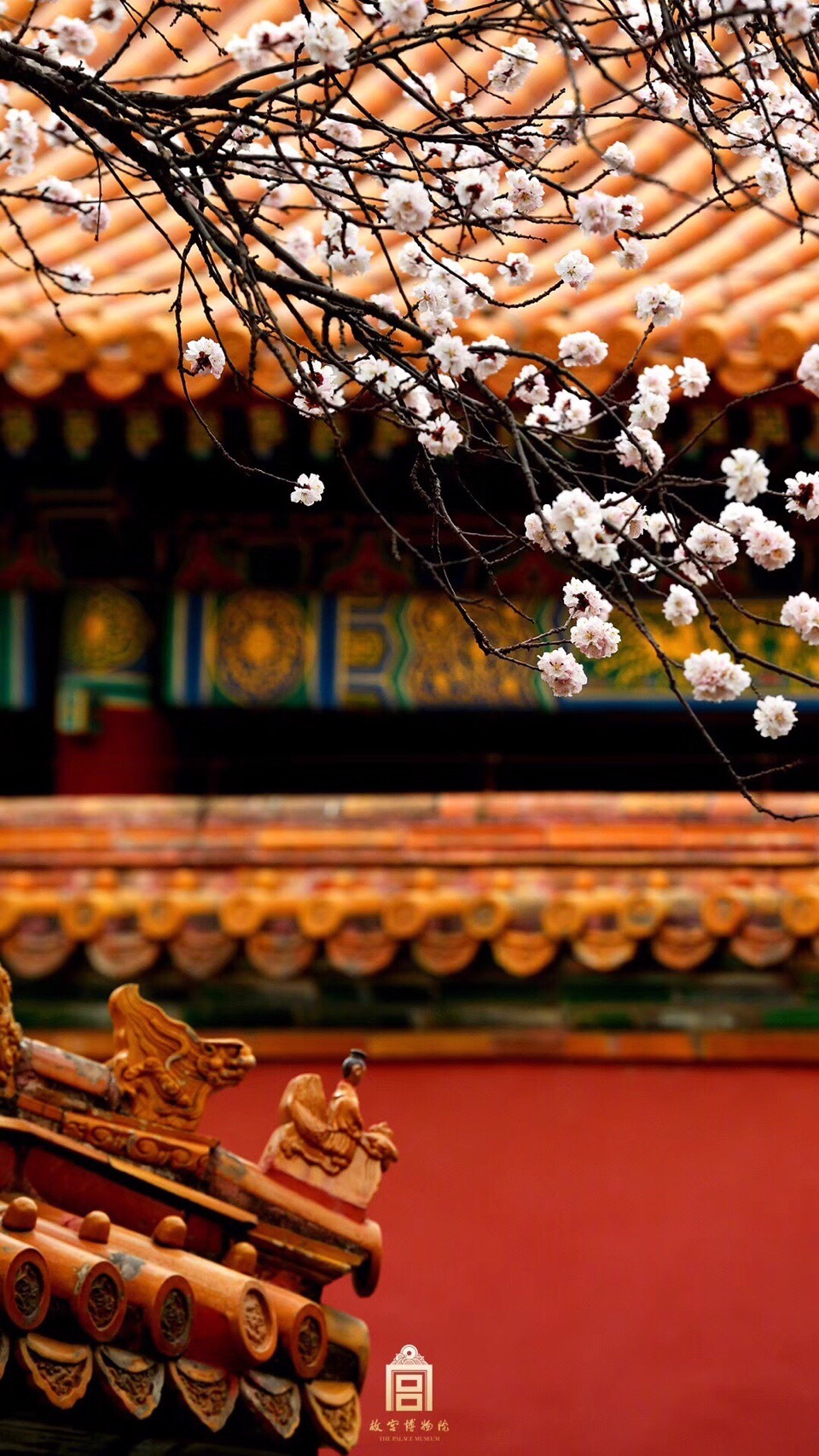 故宫红墙映杏花 罗隐有诗说杏花 暖气潜催次第春