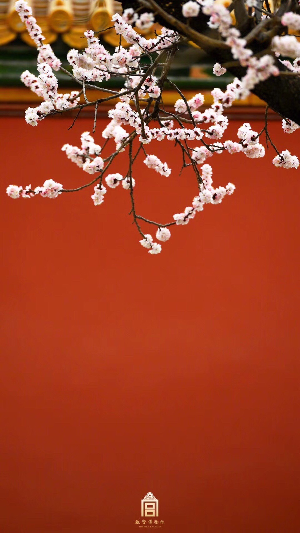 故宫红墙映杏花.罗隐有诗说杏花:"暖气潜催次第春,梅花已谢杏花新.