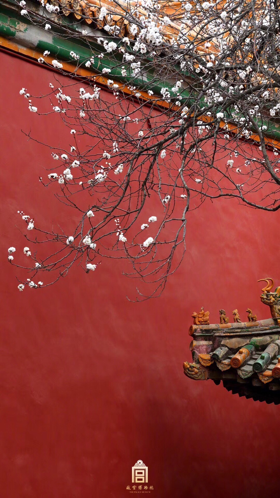 故宫红墙映杏花 罗隐有诗说杏花 暖气潜催次第春