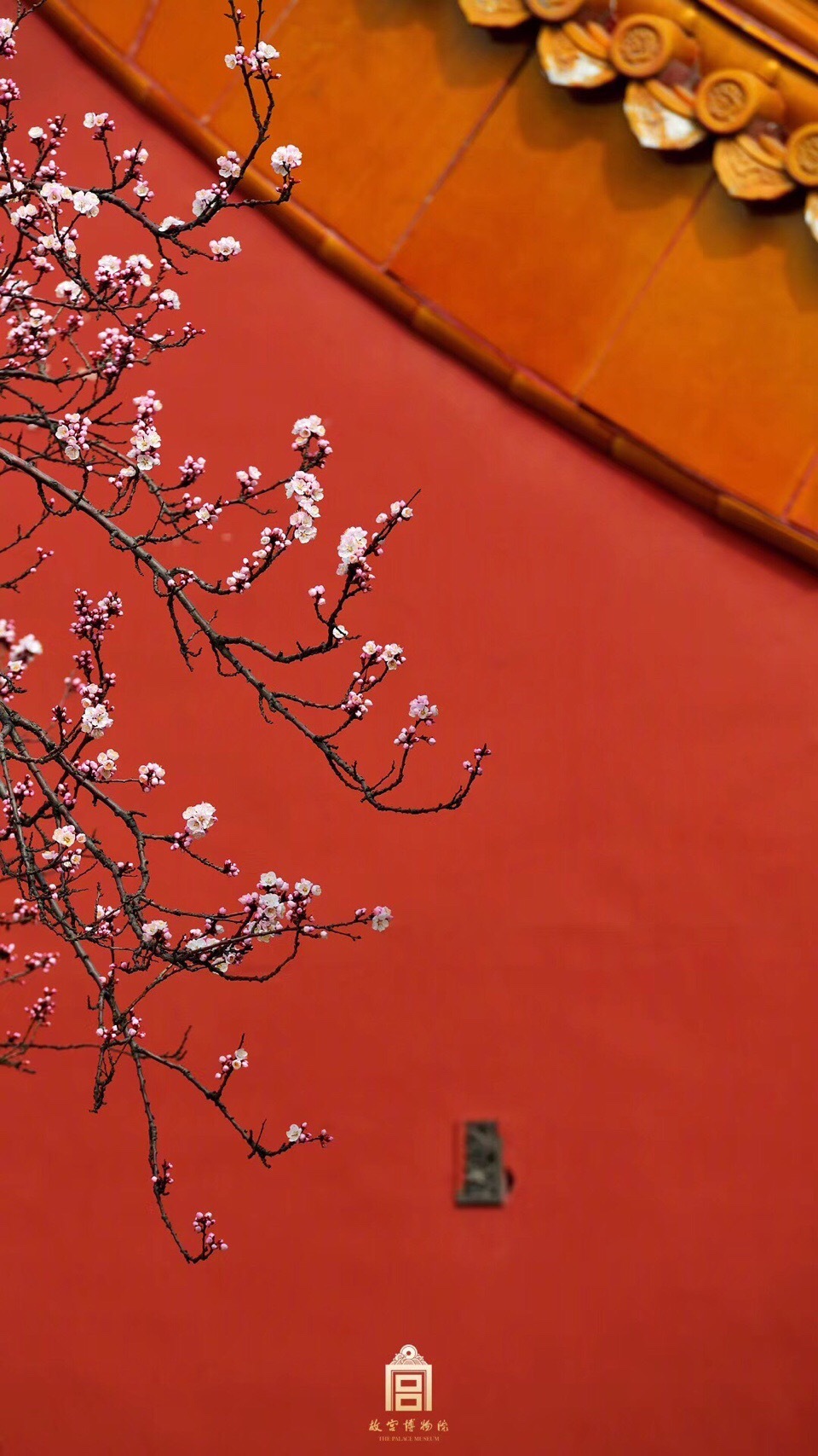 故宫红墙映杏花 罗隐有诗说杏花 暖气潜催次第春