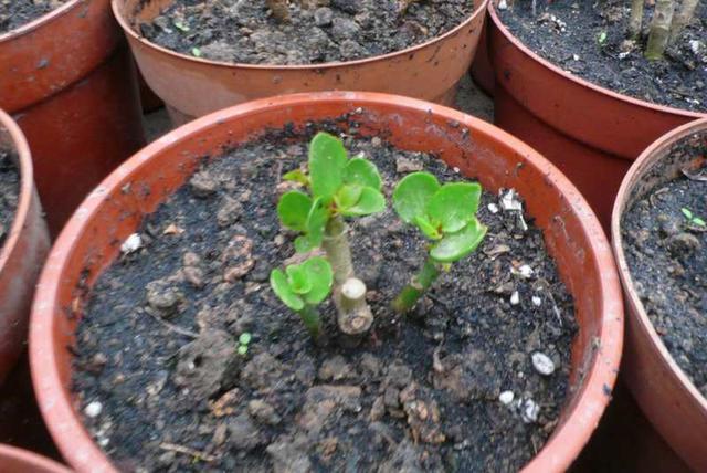 怎么样才能让长寿花开花多植株又矮小方法很简单一看就会