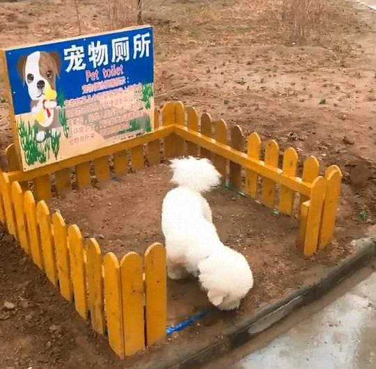 小区里有了宠物厕所,本来是个好事,我却不敢让狗狗进去拉粑粑