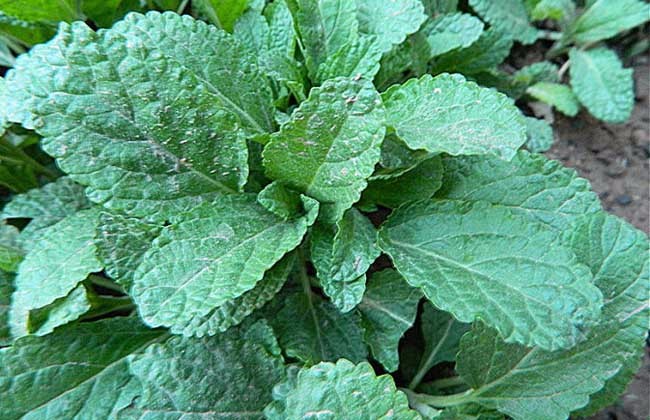 它的称呼各地不一,又有叫野猪菜,荔枝草,荠宁,雪见草,膨胀草,雪里青