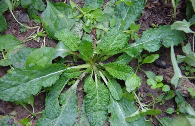 荒地里,河边等,喜欢高温潮湿的环境,它的称呼各地不一,又有叫野猪菜