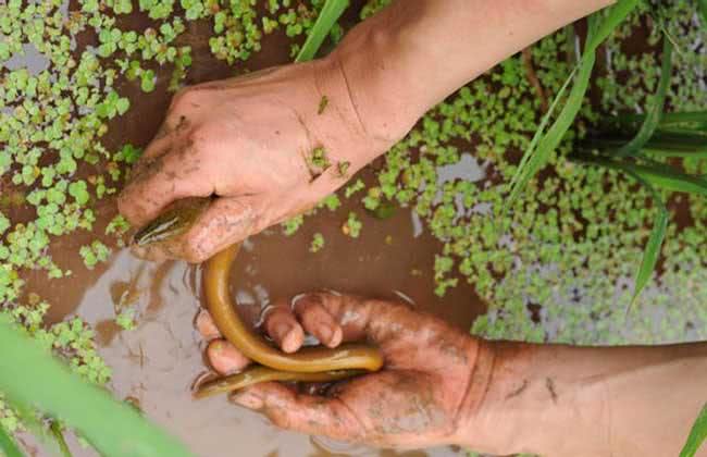 这种滑溜溜的野味,30年前从泥巴里抠,如今火爆全国成顶级美味