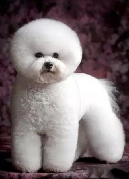 80种狗狗智商排名 狗狗品种大全及图片