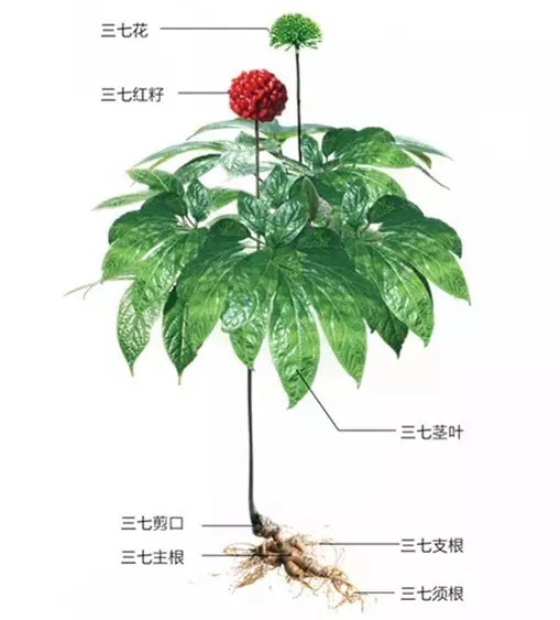 每天学一味中药:《本草新编》称三七根“止血之神药”,独用亦效|本草新编|三七根|中药_新浪新闻
