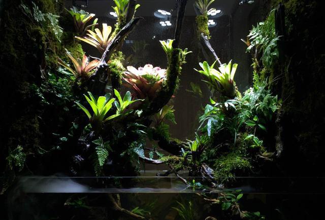 一米二双面生态雨林缸在家居中玄关的应用案例