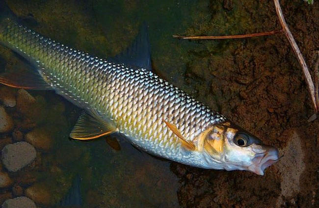 它是南山区"三宝"之一,钓鱼人叫其"赤尾子"