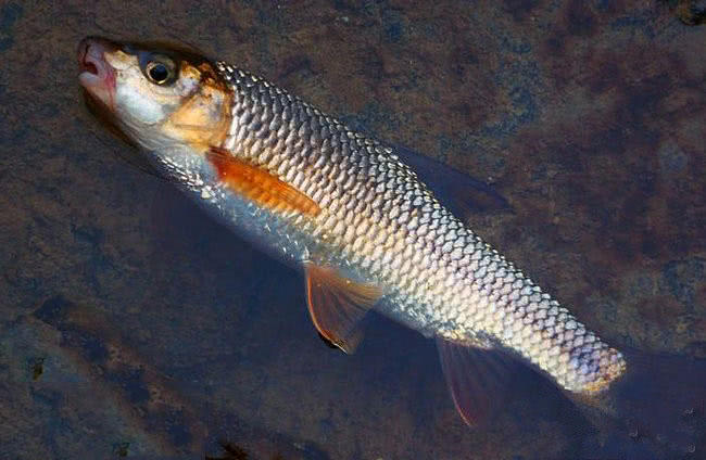 它是南山区"三宝"之一,钓鱼人叫其"赤尾子"