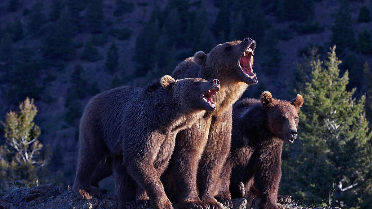 往非洲大草原送一群野生的棕熊和老虎过去会怎么样