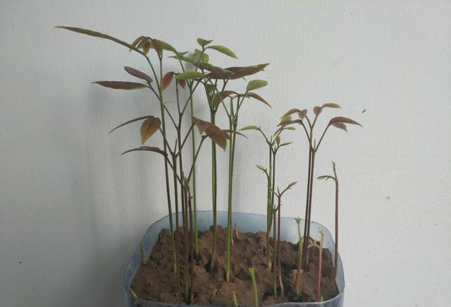 哎吃龙眼剩下的皮和籽丢掉真是太可惜了