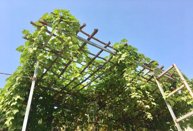 婆婆得知佛手瓜的功效后,特意送来,天天让我吃