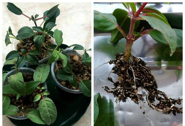 超喜欢倒挂金钟扦插一次繁殖10盆不怕度不了夏