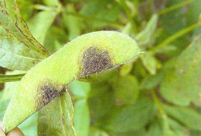 大豆炭疽病的症状和传播途径有哪些?该如何预防和防治?