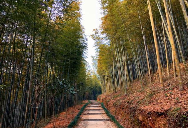探秘东明山森林公园,寻访天目余脉人文遗迹