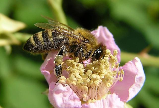 蜜蜂的介绍以及特点 蜜蜂的介绍以及特点英语