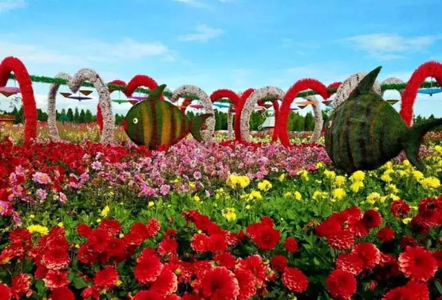 美得无法无天!昆明周边现彩色花海!