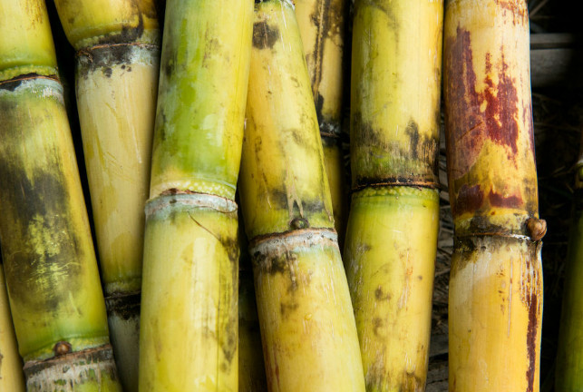 2,甘蔗,吃这东西,没有一口好牙,还是不要去吃它