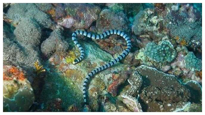 澳洲艾基特林海蛇