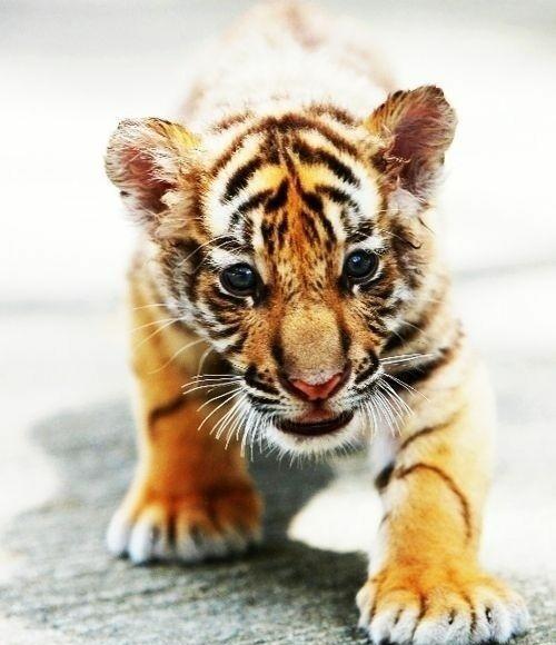 奶虎好吸,可不要贪杯哟!