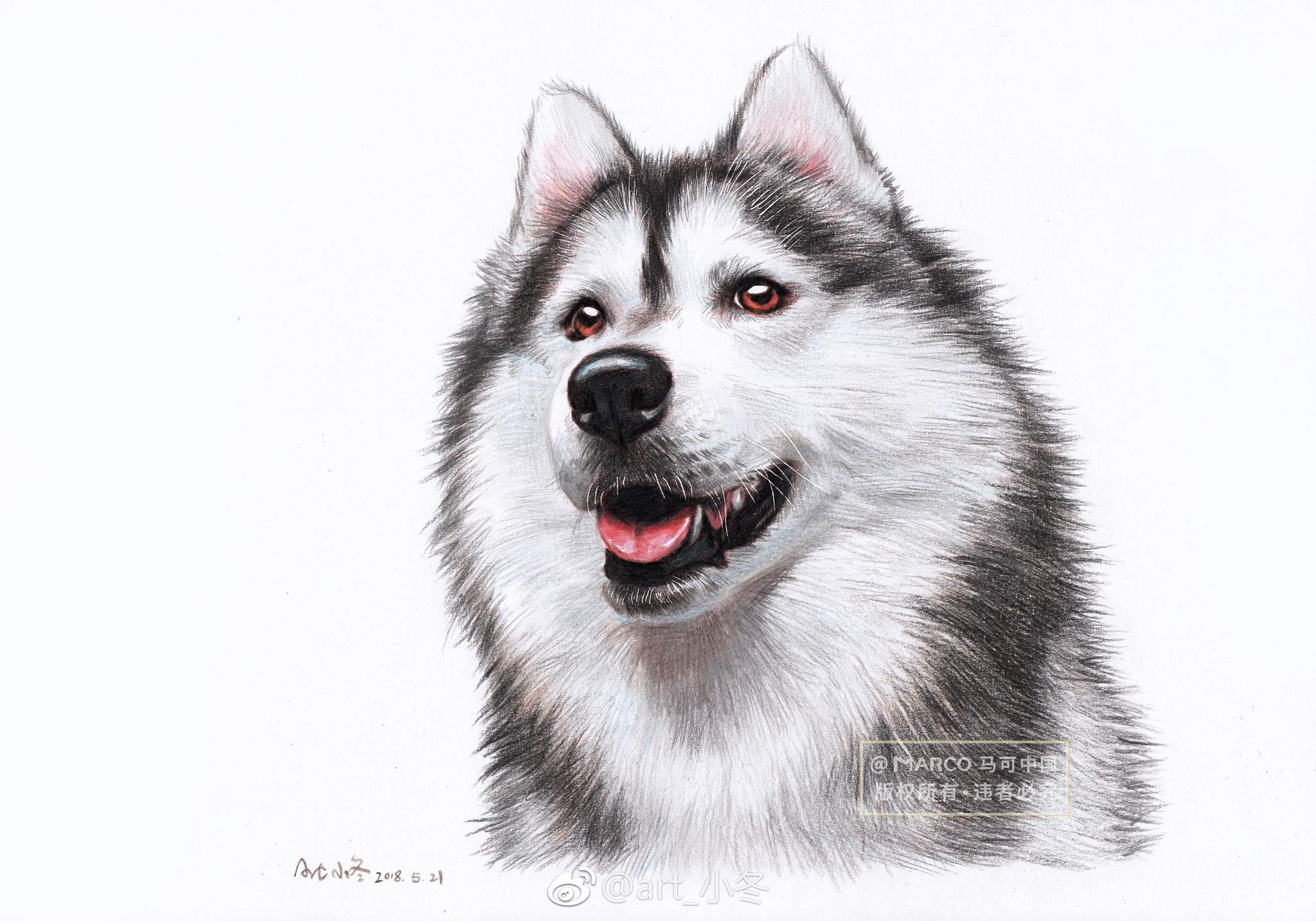 彩铅二哈步骤图来了投稿