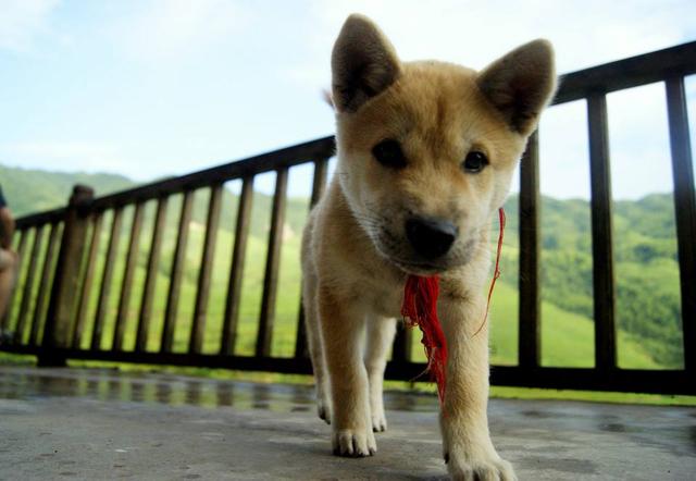 你家"土狗"不到2000元不能立案!