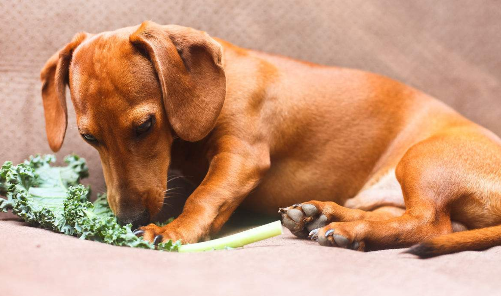 狗狗就该吃肉啃骨头?你错了,除了吃肉狗狗更应该补充维生素!